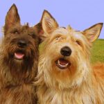 Picards_of_both_colors