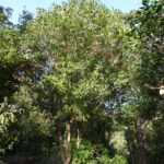 Picconia_excelsa