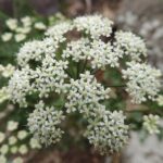 Pimpinella_junoniae_kz2