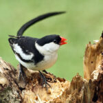 Pin-tailed_Whydah_(Vidua_macroura)