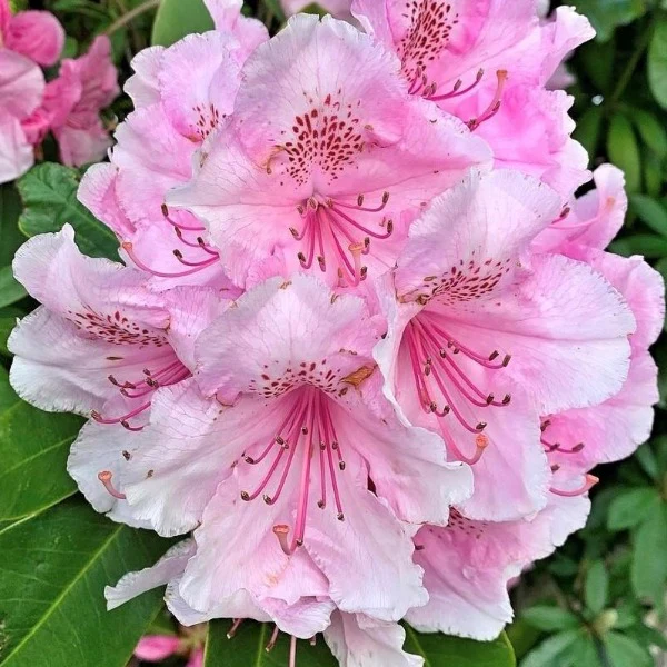 Rododendron ´pink pearl´