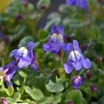 Plantaginaceae_-_Cymbalaria_pallida.JPEG