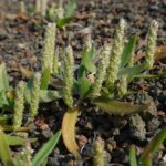 Plantago_aschersonii_0623