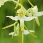 Platanthera_bifolia_(flower)