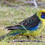 Platycercus_caledonicus_-Tasmania_-side-8
