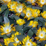 Pleiospilos_compactus_subsp._canus_(nobilis)_(8296374053)