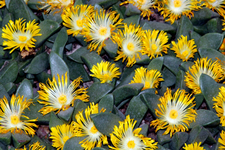 Pleiospilos_compactus_subsp._canus_(nobilis)_(8296374053)