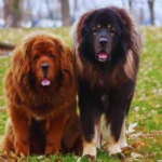 Plemeno-tibetska-doga-mastiff (15).jpg