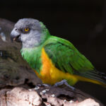 Poicephalus_senegalus_-Artis_Zoo_-Netherlands-8a