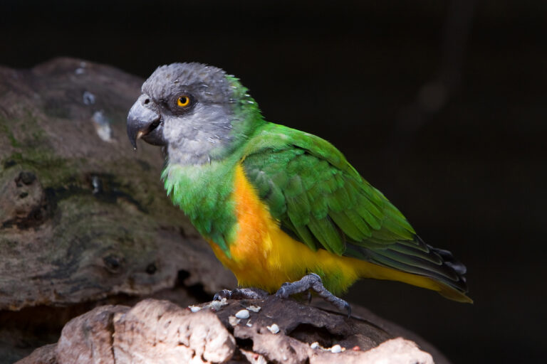 Poicephalus_senegalus_-Artis_Zoo_-Netherlands-8a