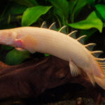 Polypterus senegalus gold