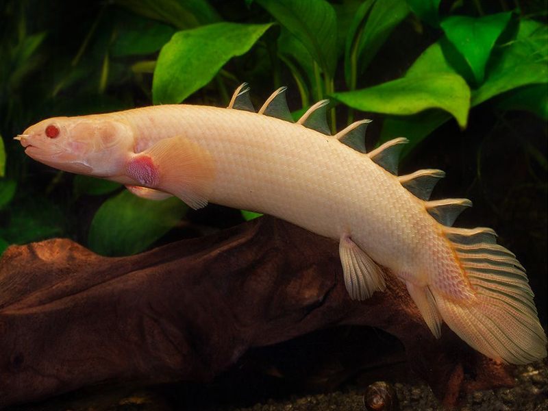 Bichir senegalský