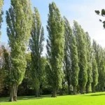 Populus.jpg