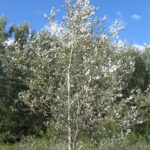 Populus_alba_01