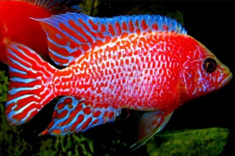 Tlamovec fire fish