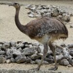 Pterocnemia_pennat_(zoo_Zurich)