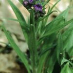 Pulmonaria_angustifolia0_eF