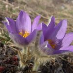 Pulsatilla_grandis32