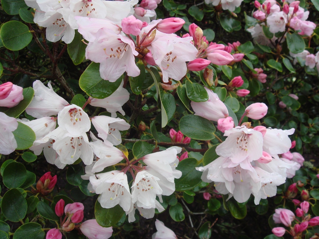 Rododendron callimorphum