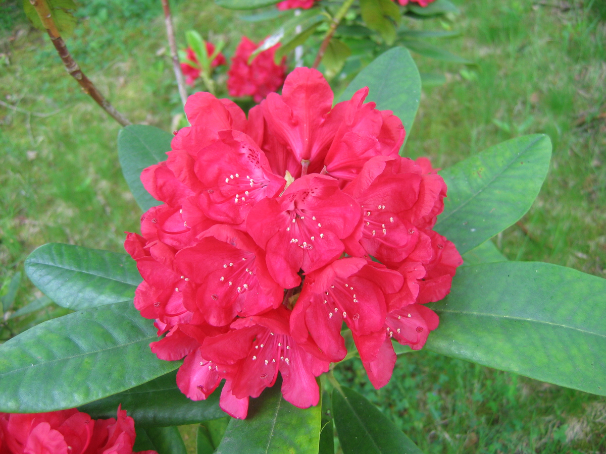 Rododendron ´bagshot ruby´