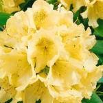RHODODENDRON-CAMPYLOCARPUM-GOLDSWORTH-YELLOW-840×500-proportionalsmallest