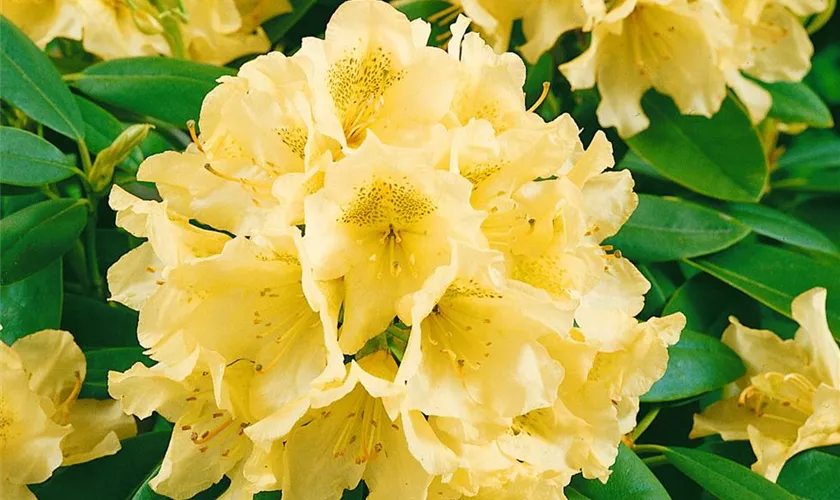 Rododendron ´goldsworth yellow´