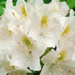 RHODODENDRON-CATAWBIENSE-ALBUM-840×500-proportionalsmallest