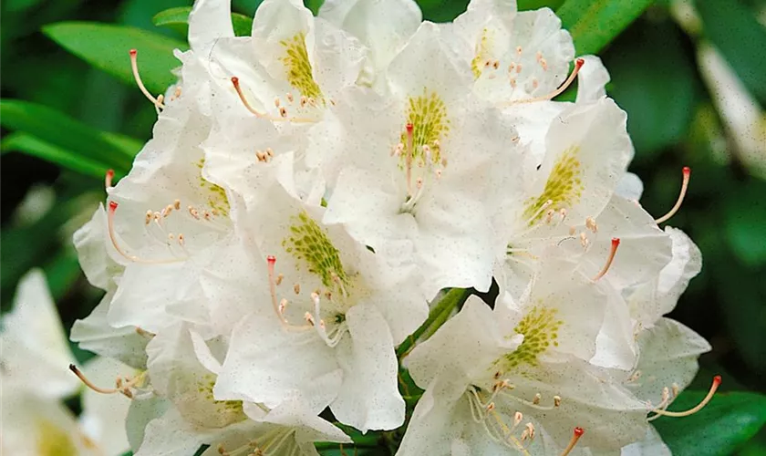 Rododendron ´album grandiflorum´