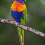 Rainbow_lorikeet
