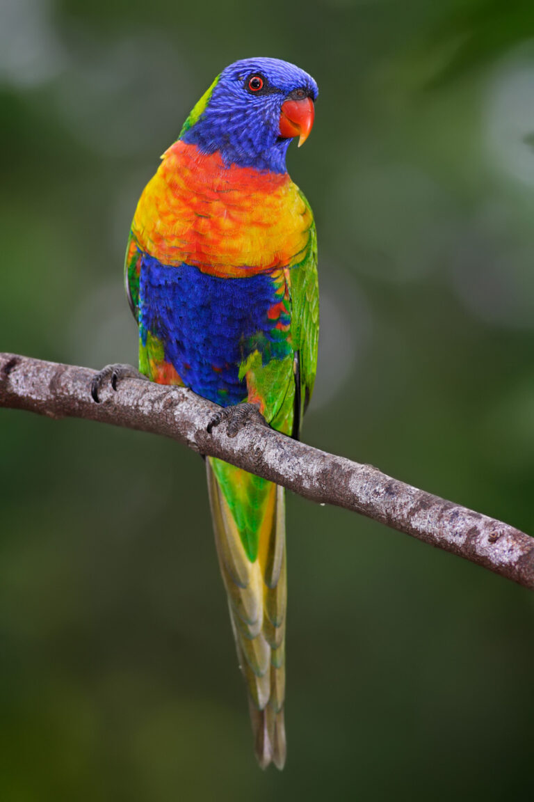 Rainbow_lorikeet