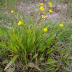 RanunculusFlammula4