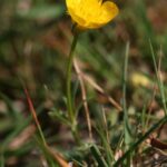 Ranunculus_bulbosus