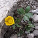 Ranunculus_oreophilus_a1