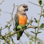 Red-bellied_Parrot_(Poicephalus_rufiventris)