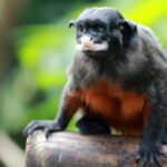 Red-bellied_tamarin_(Saguinus_labiatus)_2
