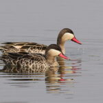Red-billed_Teal,_Anas_erythrorhyncha_at_Borakalalo_National_Park,_South_Africa_(9900158025)