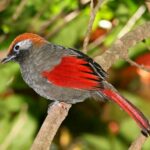Red-tailed_Laughingthrush