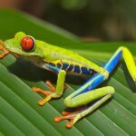 Red_eyed_tree_frog_edit2