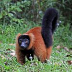 Red_ruffed_lemur_(Varecia_rubra)