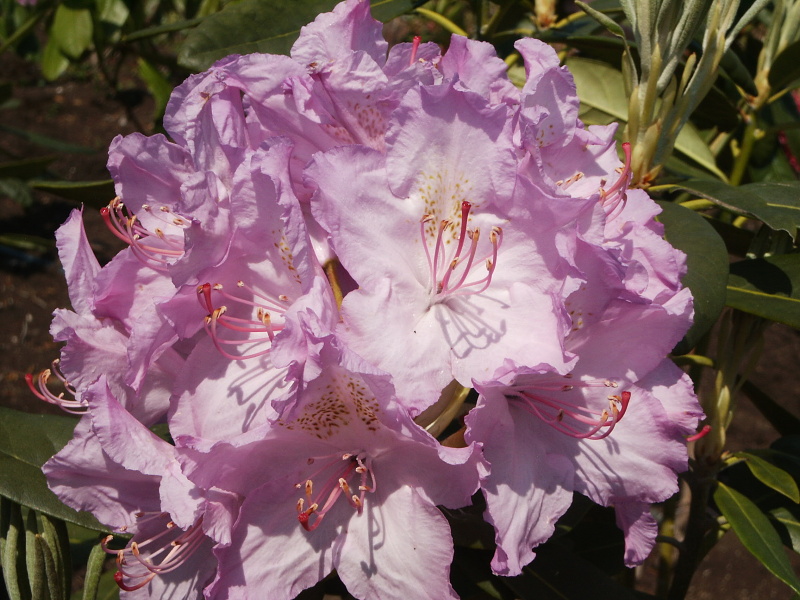 Rododendron ´luník´