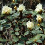 Rhododendron-736