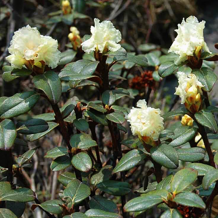 Rododendron anthopogon