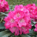 Rhododendron-Berliner-Liebe