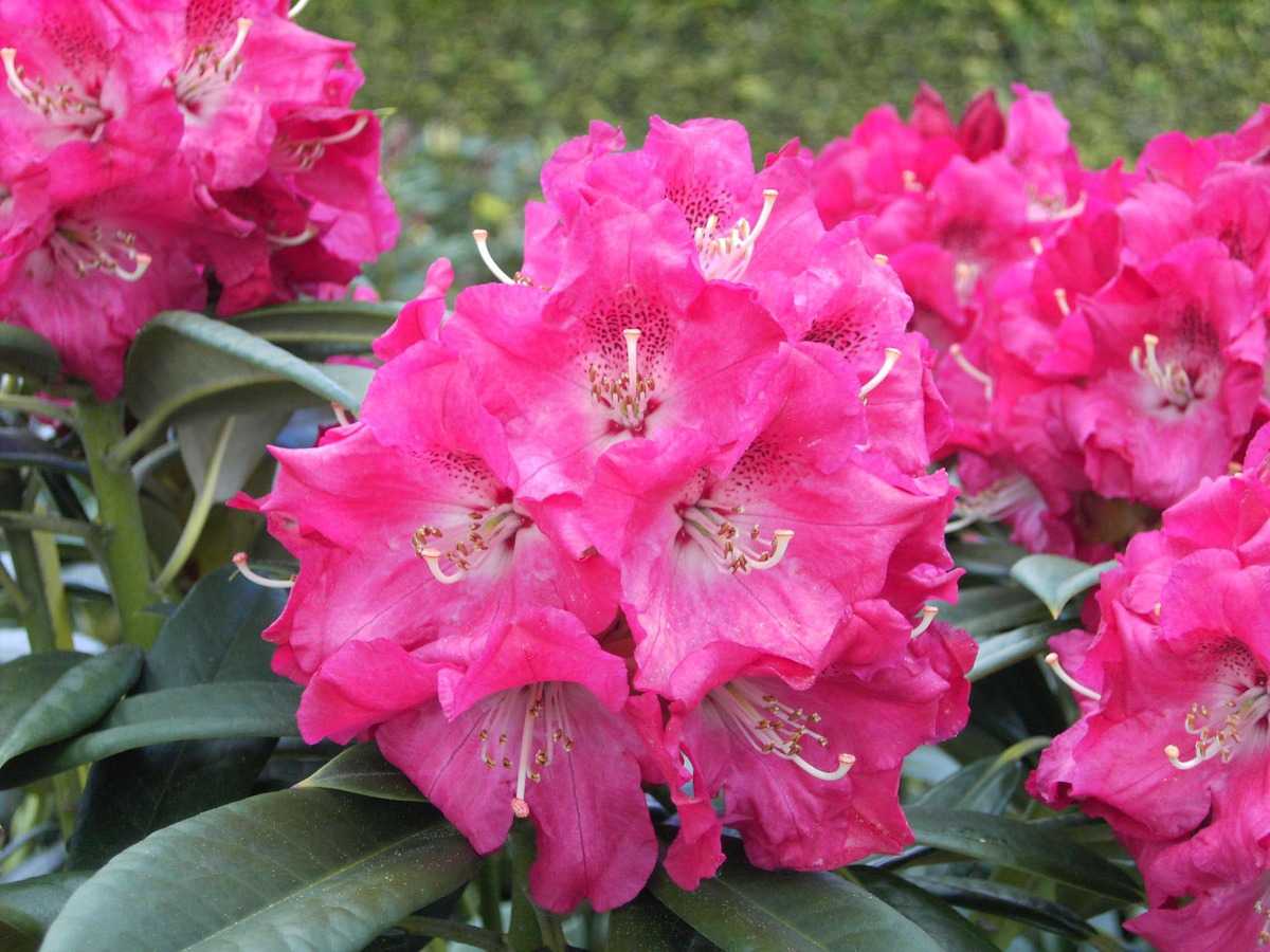 Rododendron ´berliner liebe´