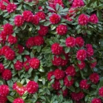 Rhododendron-Caractacus-840×500-proportionalsmallest