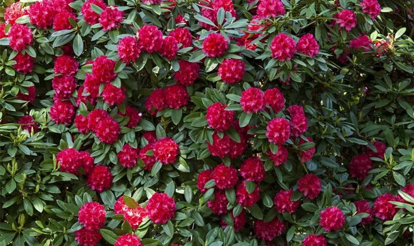 Rododendron ´caractacus´