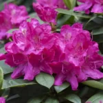 Rhododendron-Crown-Prince-684×500-proportionalexact