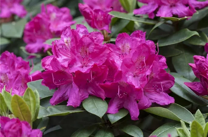Rododendron ´crow prince´
