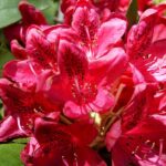 Rhododendron Humoreska