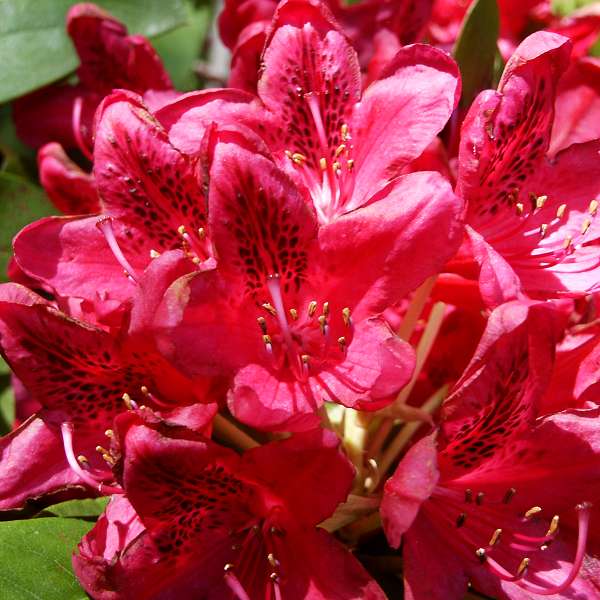 Rododendron ´humoreska´